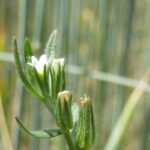 Blüte der Acker-Steinsame