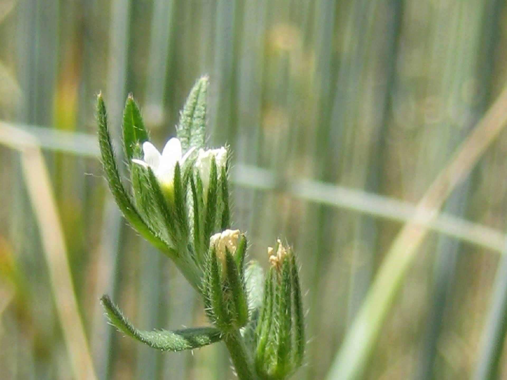 Blüte der Acker-Steinsame