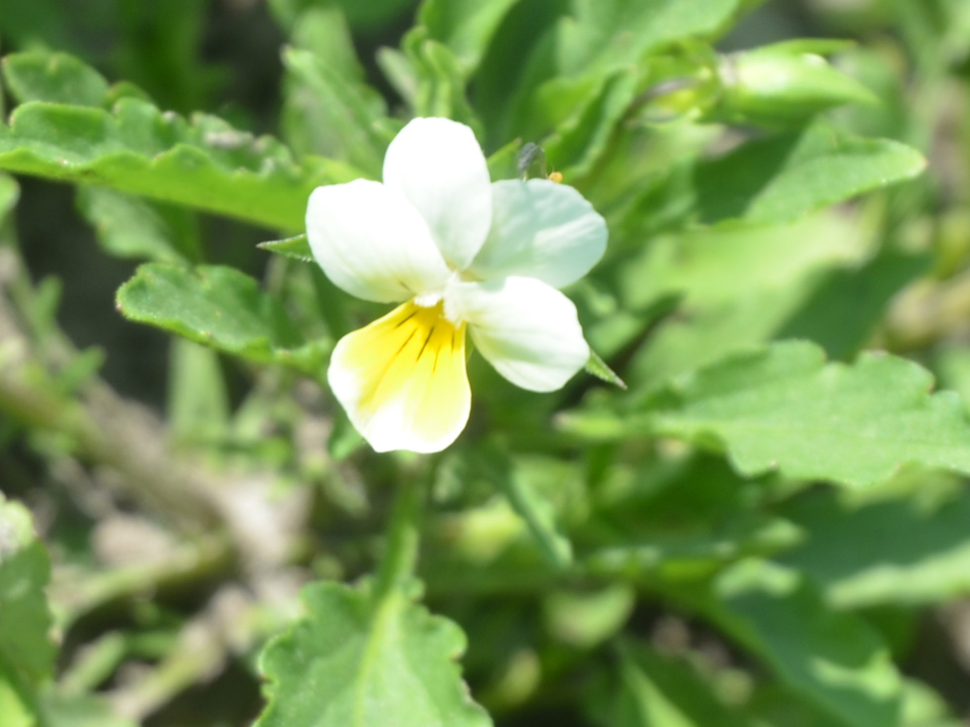 Blüte des Acker-Stiefmütterchen