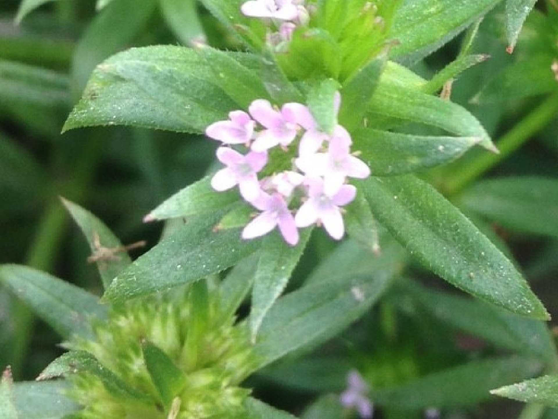 Blüte der Ackerröte