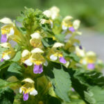 Blüte des Bunten Hohlzahns