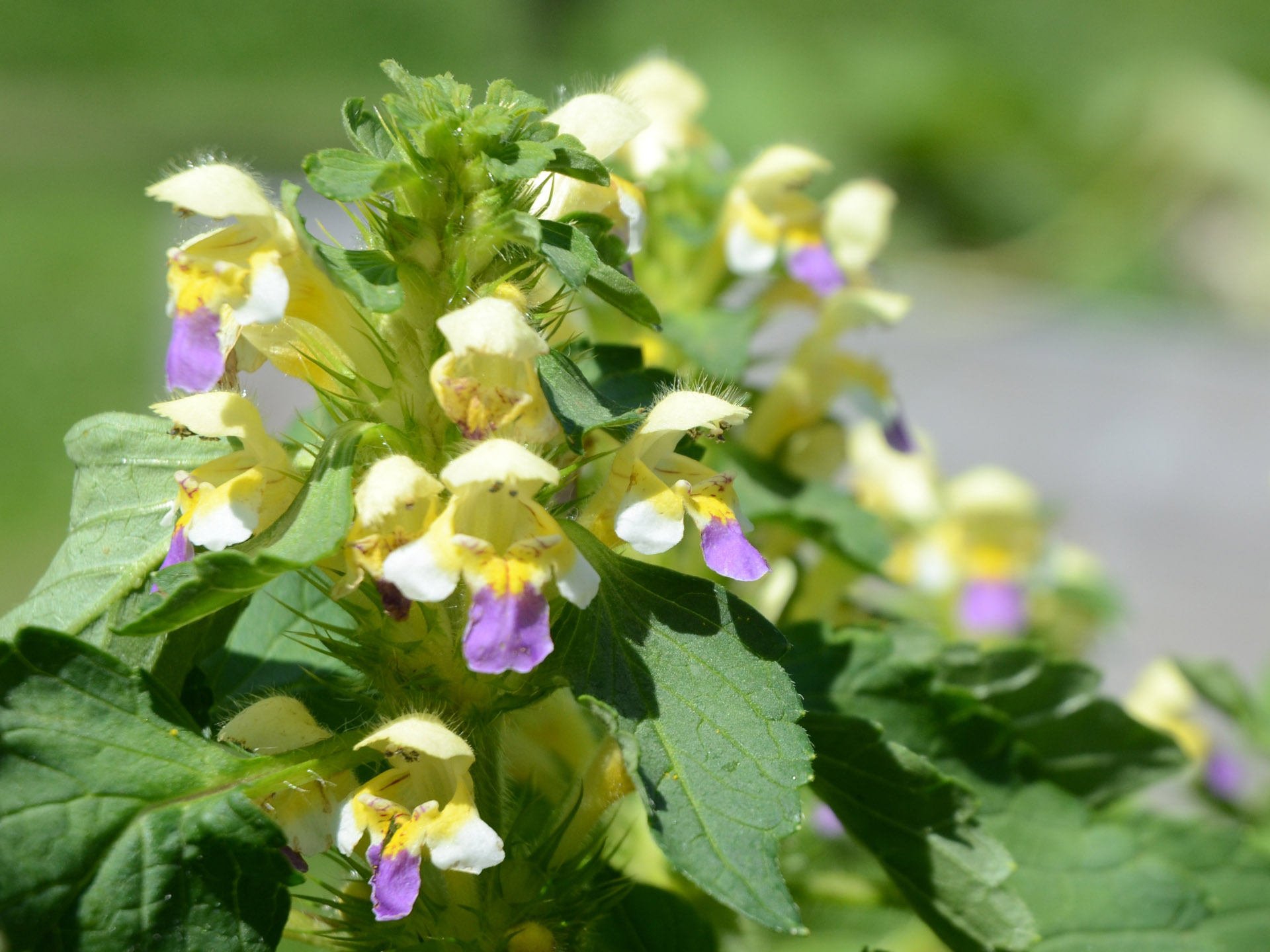 Blüte des Bunten Hohlzahns