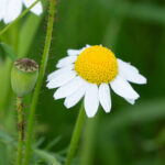 Blüte der Echten Kamille