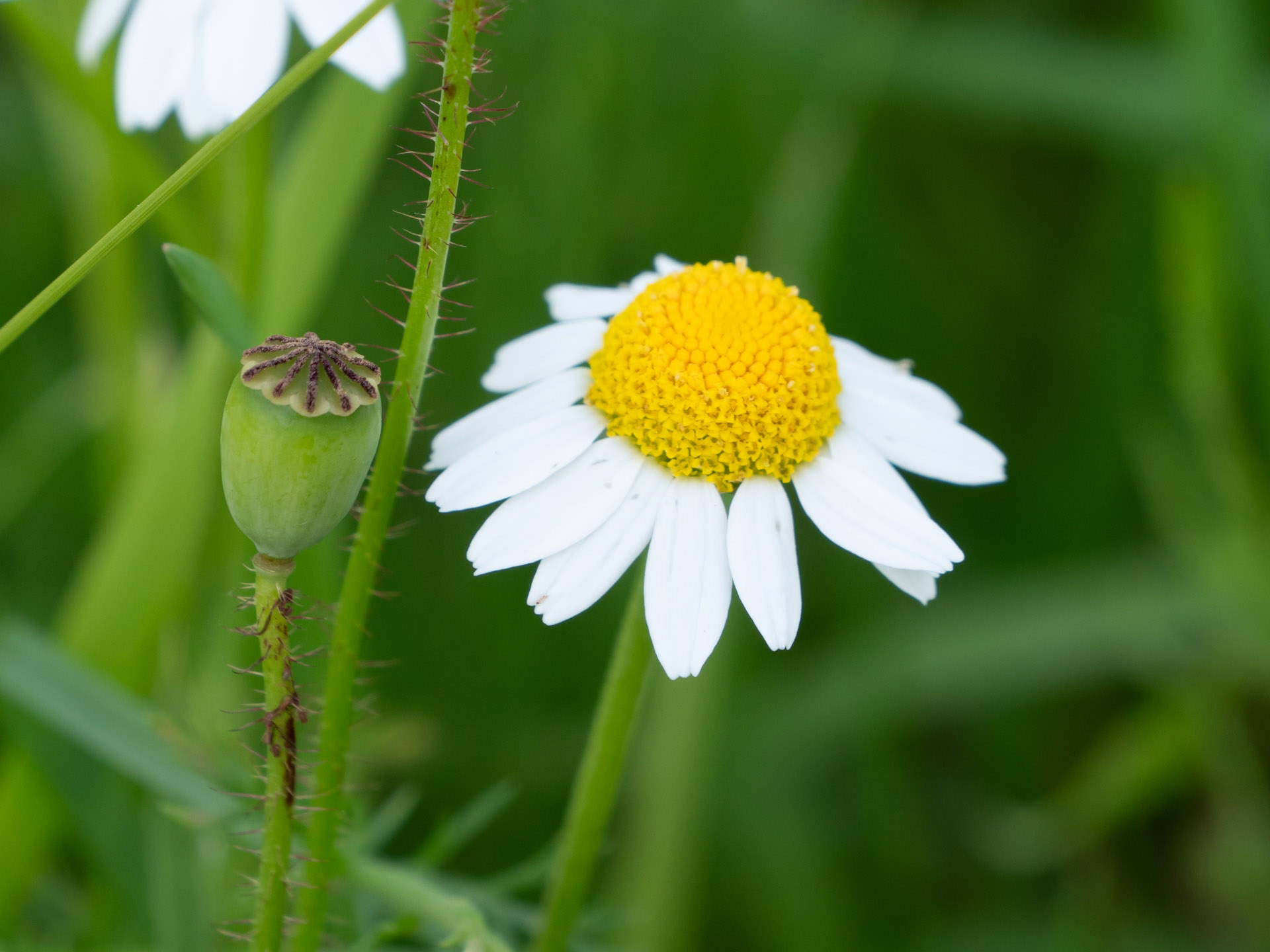 Blüte der Echten Kamille