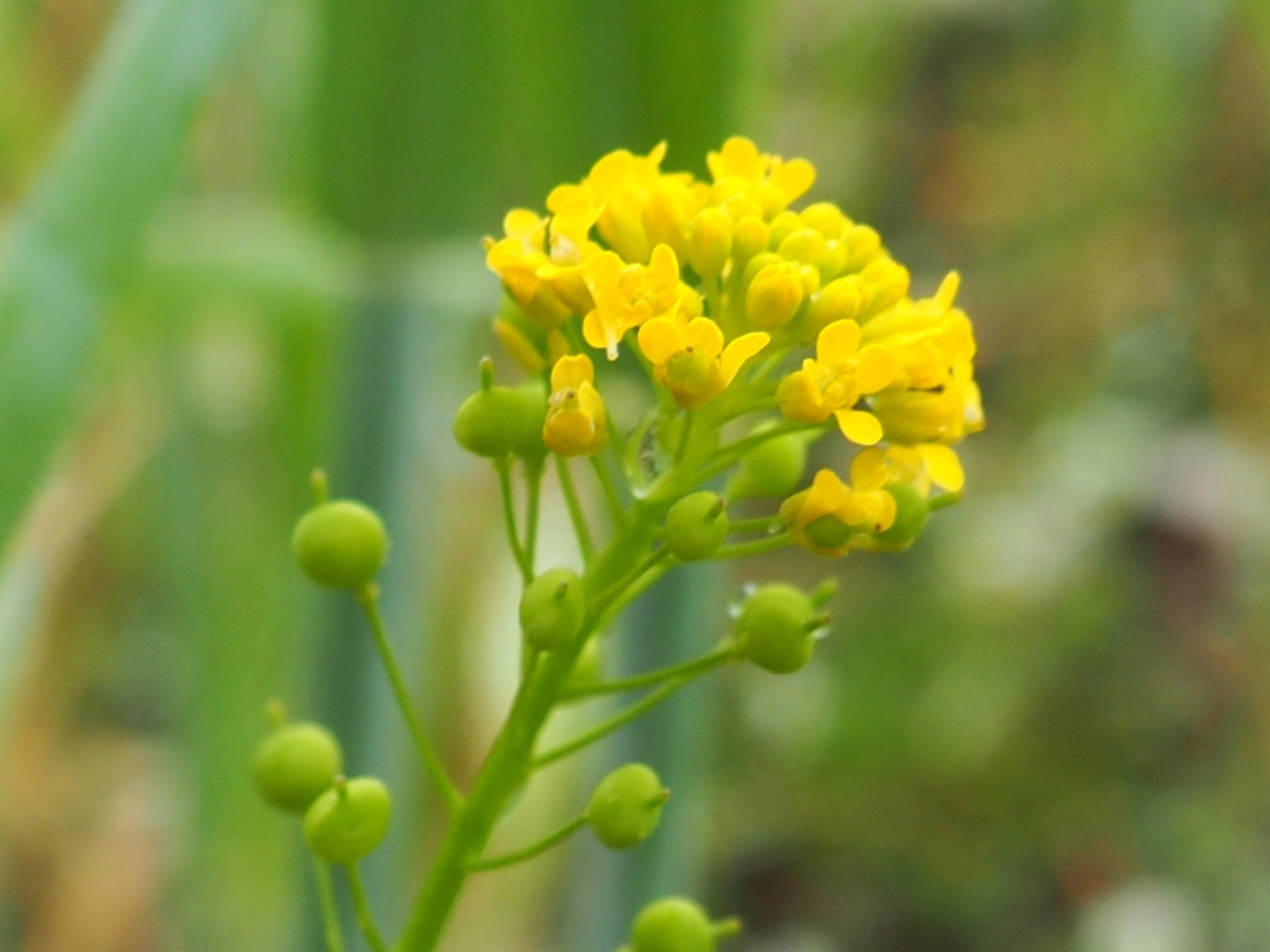 Blüte der Finkensame