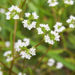 Blüte des Gefurchten Feldsalats