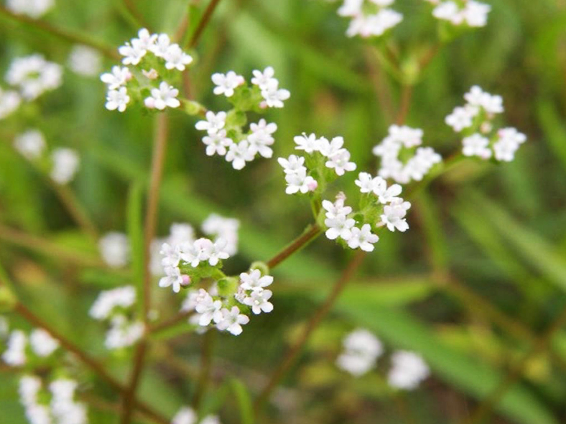 Blüte des Gefurchten Feldsalats