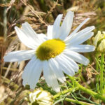 Blüte der Geruchlosen Kamille