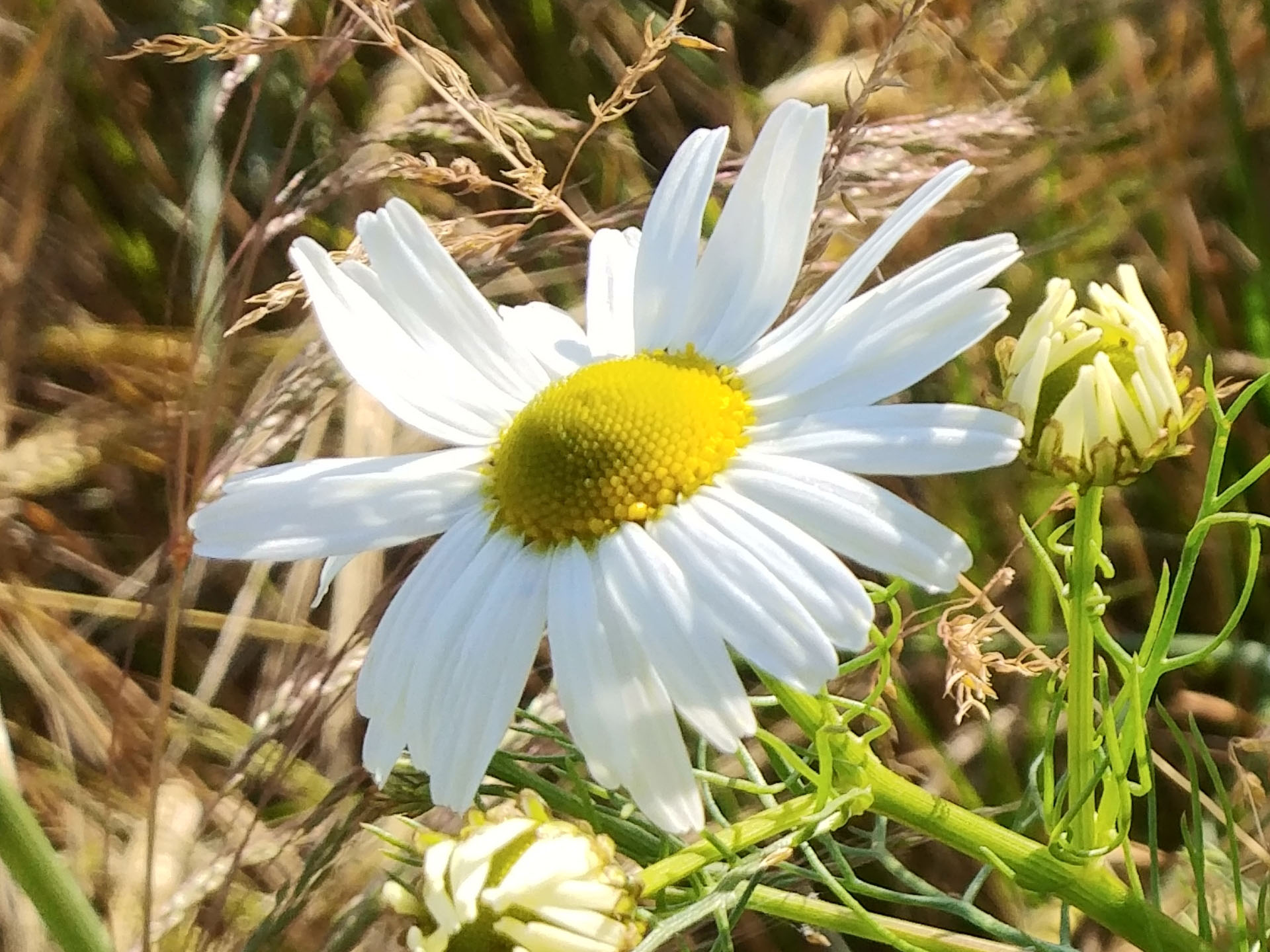 Blüte der Geruchlosen Kamille