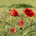 Blüte des Klatschmohns