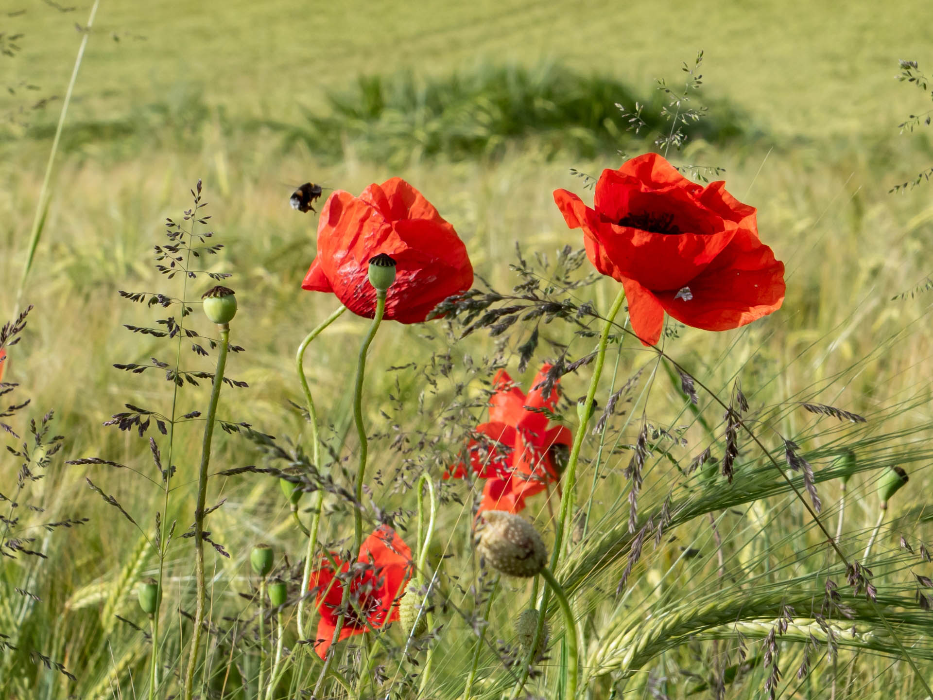 Blüte des Klatschmohns