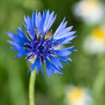 Blüte der Kornblume