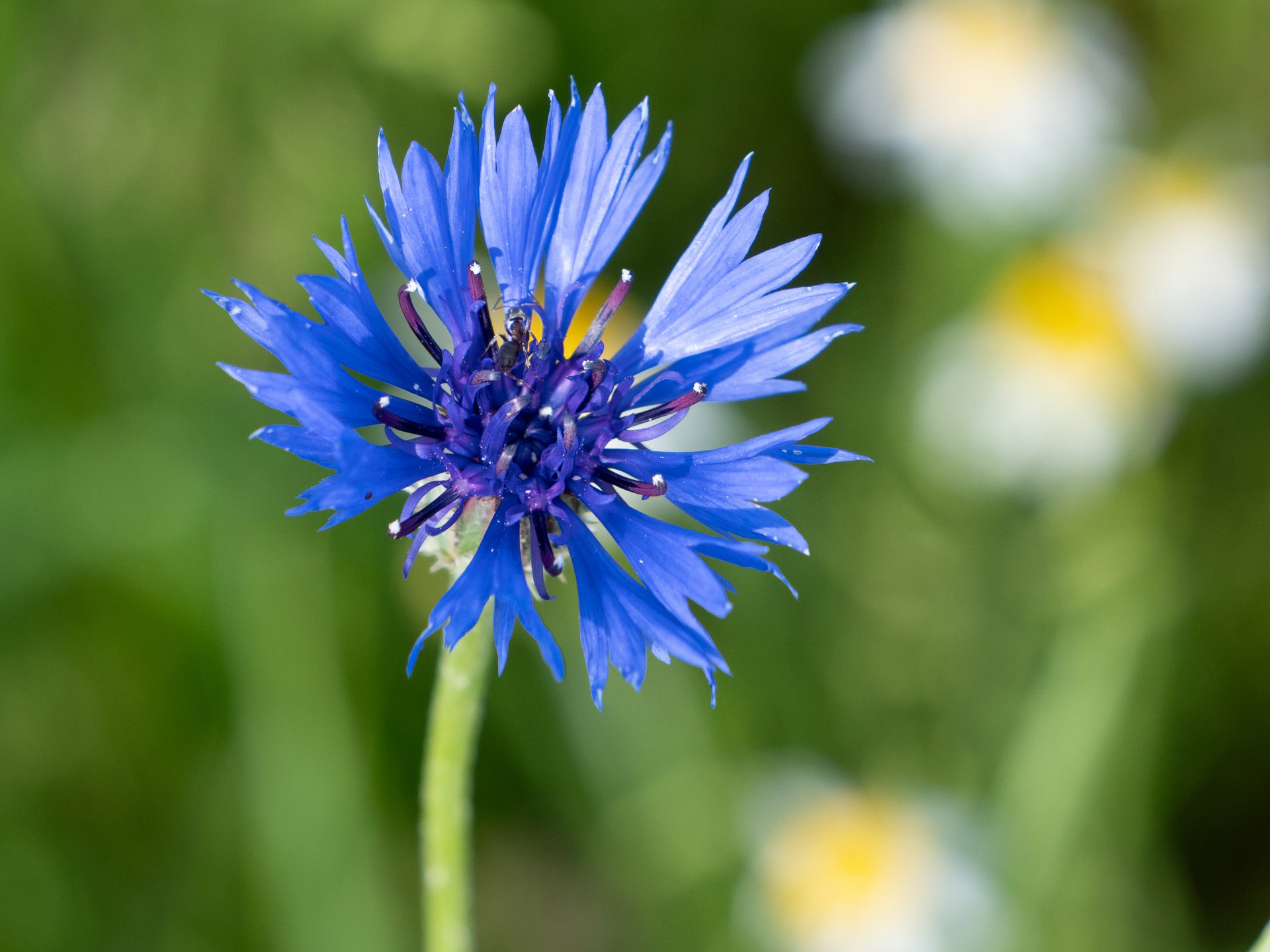 Blüte der Kornblume