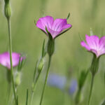 Blüte der Kornrade