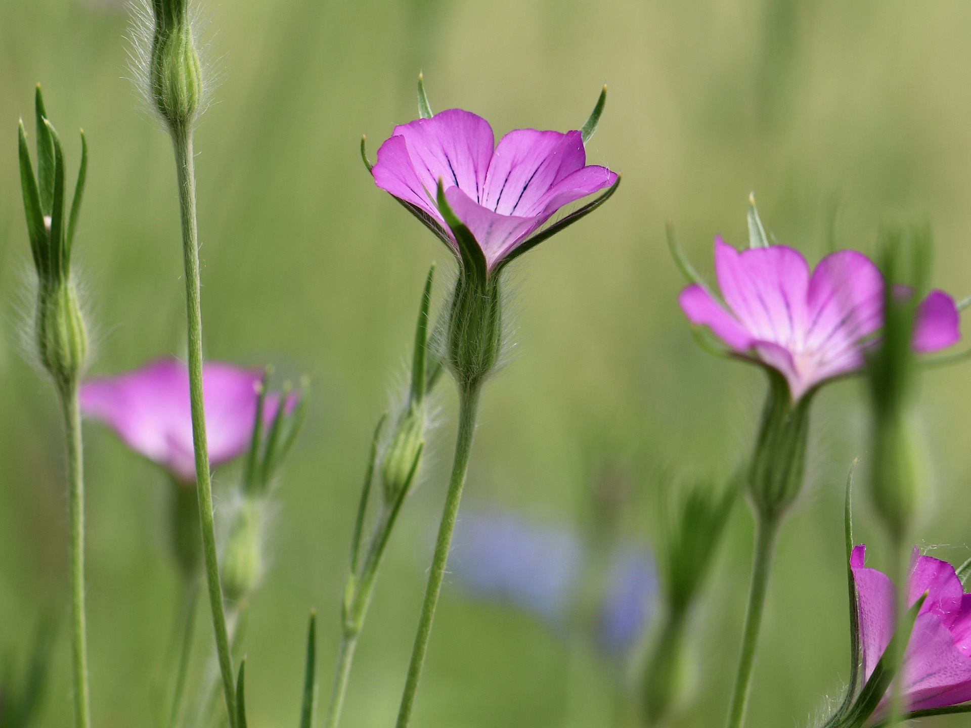 Blüte der Kornrade