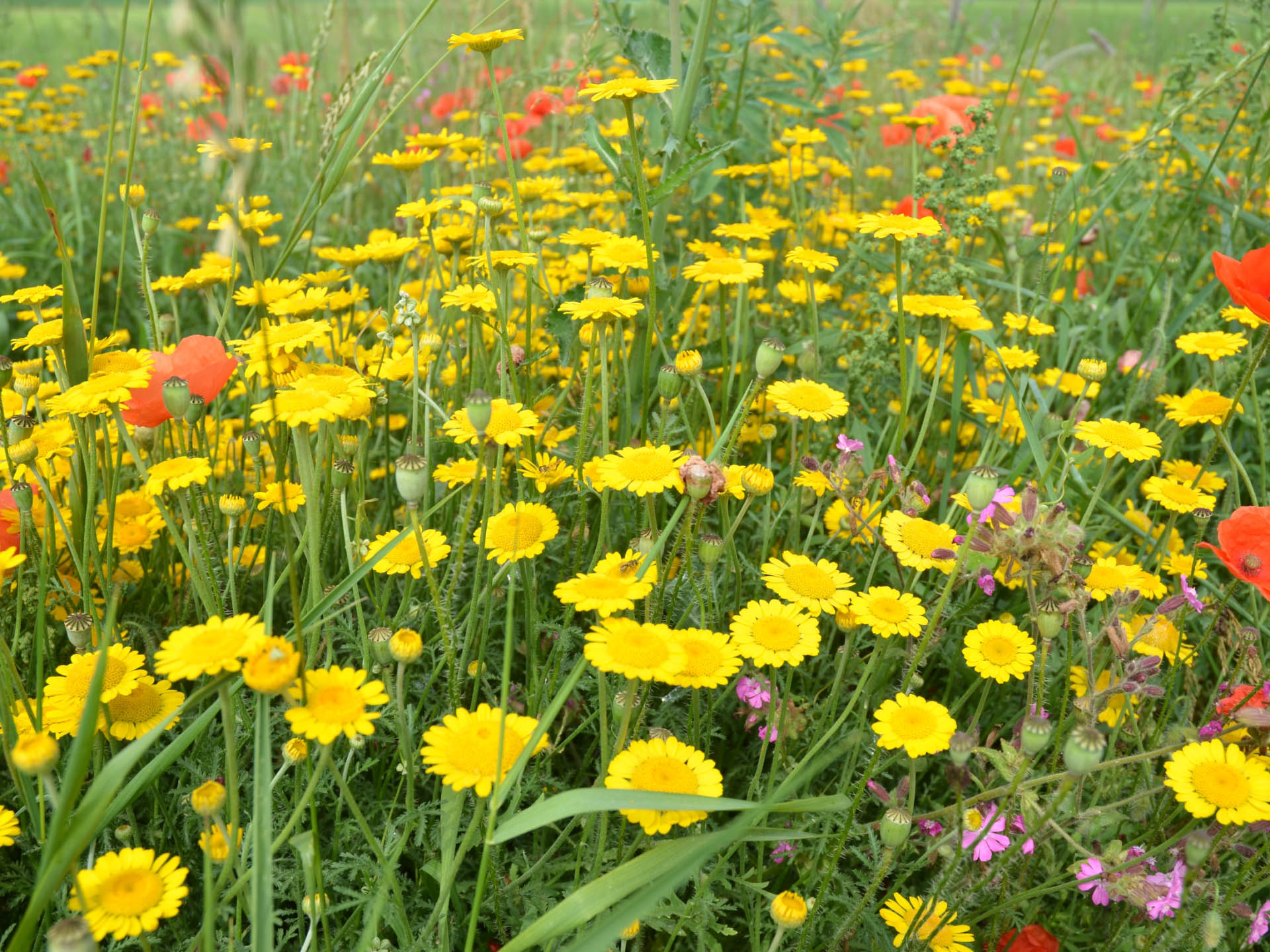 Blüte der Saat-Wucherblume