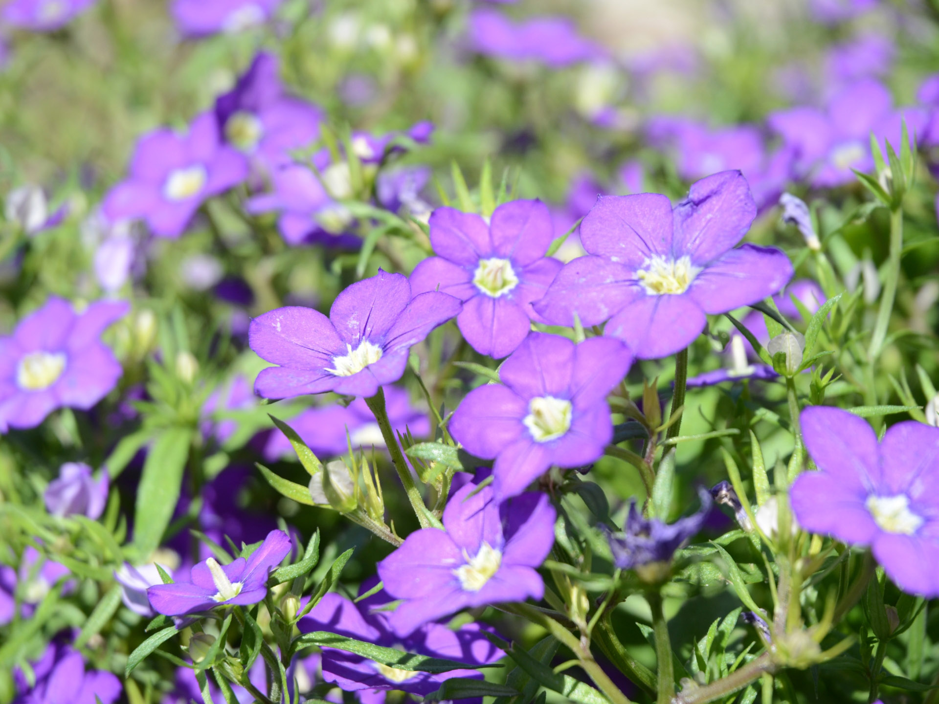 Blüte des Venus-Frauenspiegel