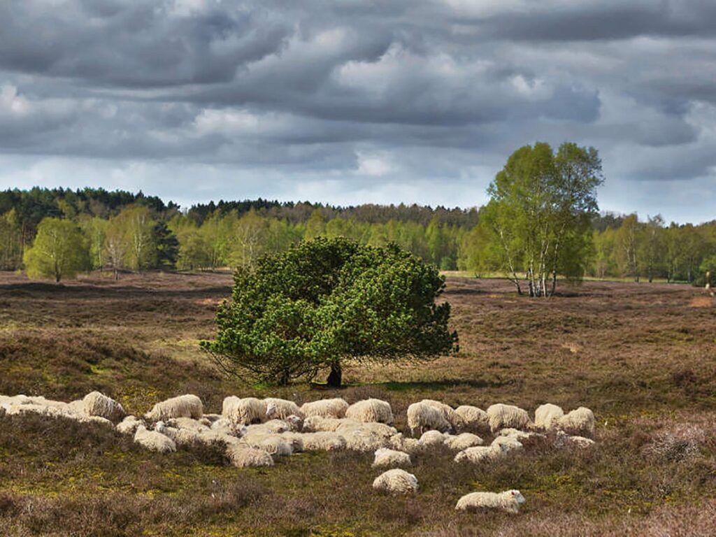 Schafe im Naturpark Wildeshauser Geest