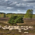 Schafe im Naturpark Wildeshauser Geest