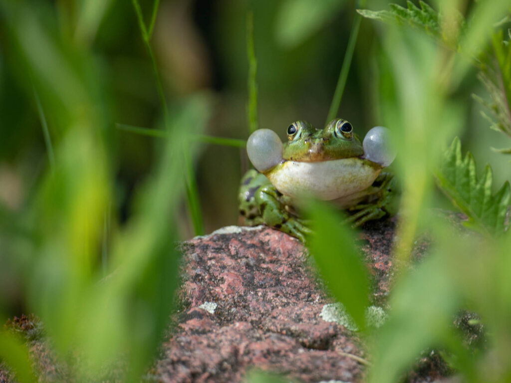 Eindrucksvoller Teichfrosch