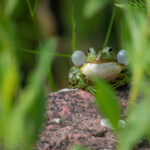 Eindrucksvoller Teichfrosch