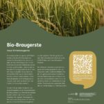 Getreidesteckbrief Bio-Braugerste