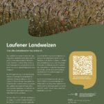 Getreidesteckbrief Laufener Landweizen