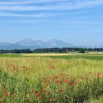 Blick vom Schatzbewahrer-Rundweg über Getreidefelder auf den Hochstaufen