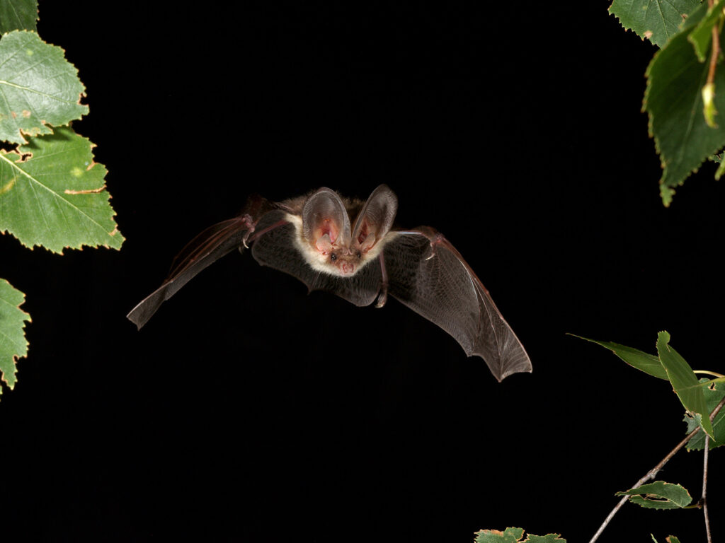 Fledermaus