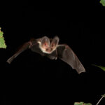 Fledermaus