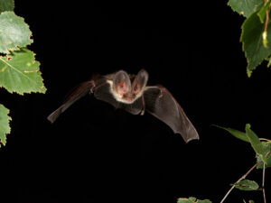 Fledermaus
