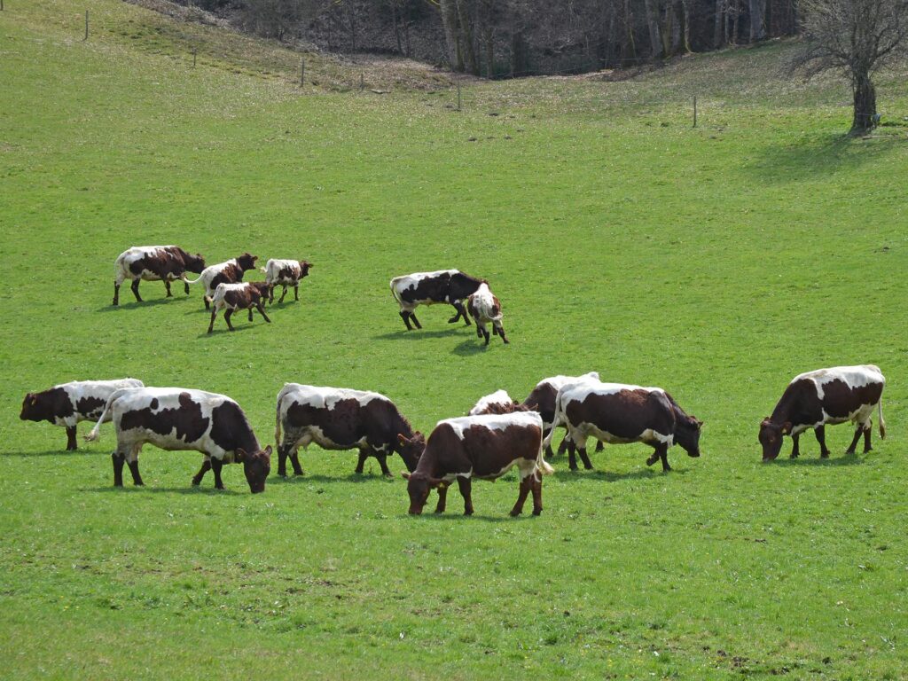 Pinzgauer Rinder auf der Weide