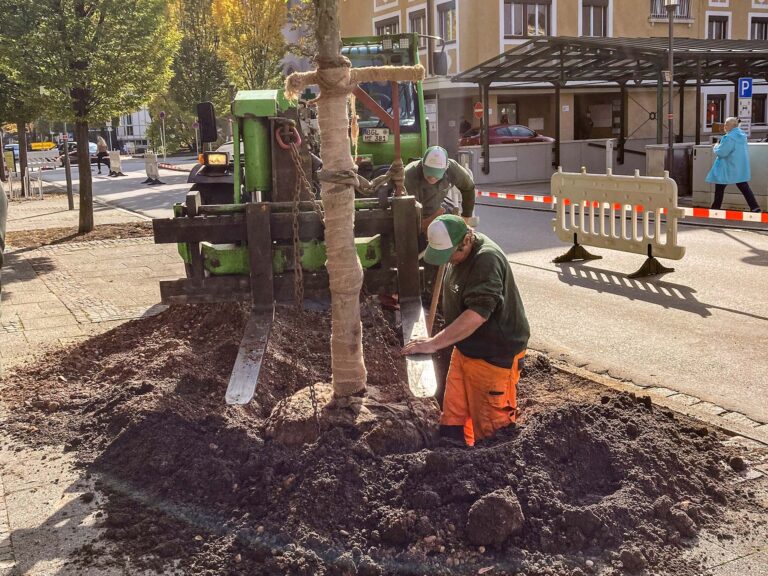 Teilnehmer des Bauhoftrainings pflanzen einen Baum