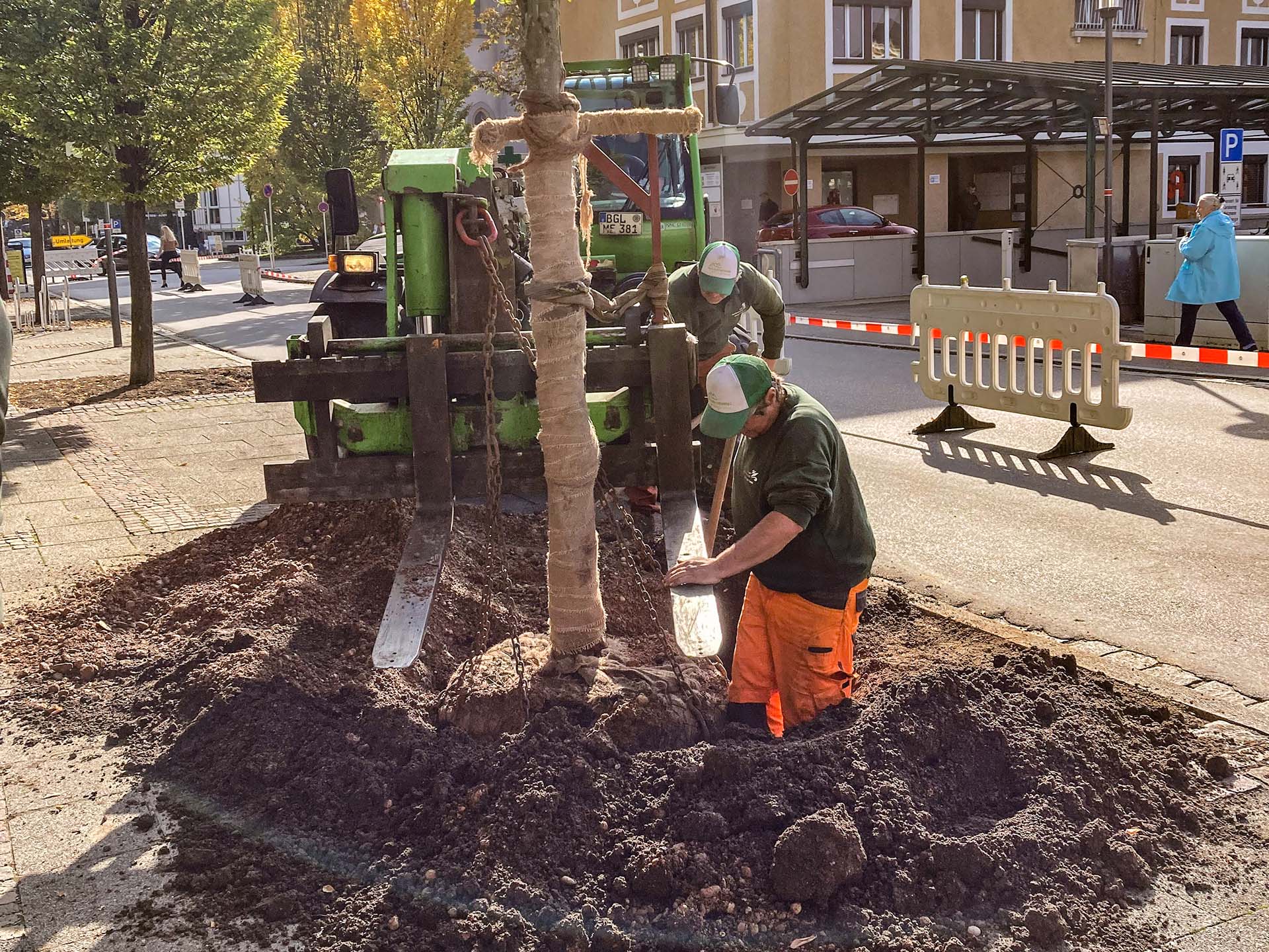 Teilnehmer des Bauhoftrainings pflanzen einen Baum