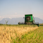 Mähdrescher bei der Ernte eines Getreidefeldes