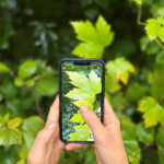 Pflanzenbestimmung mit einer Smartphone-App