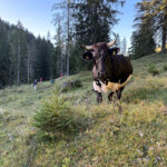 Kuh auf einer Almweide