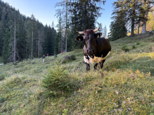 Kuh auf einer Almweide