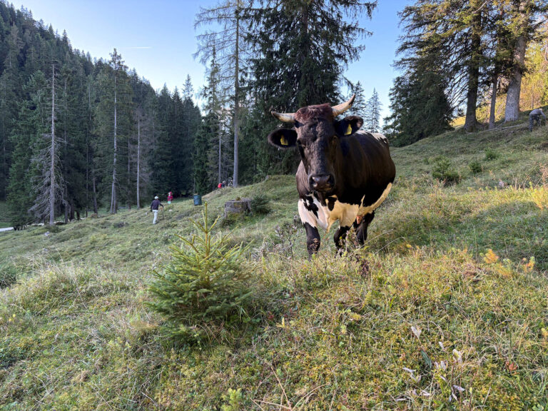 Kuh auf einer Almweide