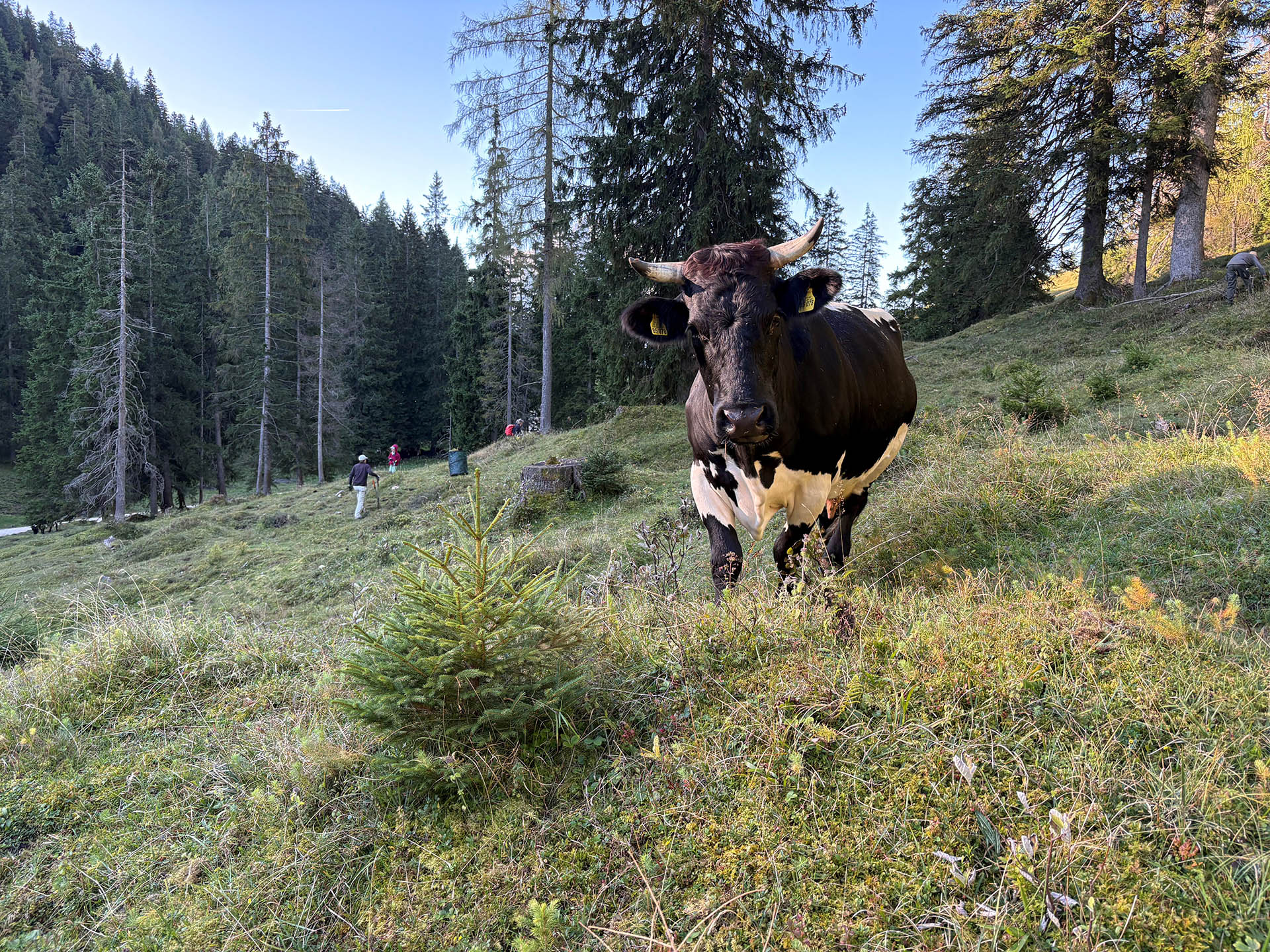 Kuh auf einer Almweide