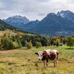 Kuh auf einer Weide in Tallage mit Bergen im Hintergrund