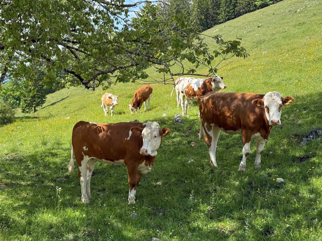 Kühe auf einer Weide