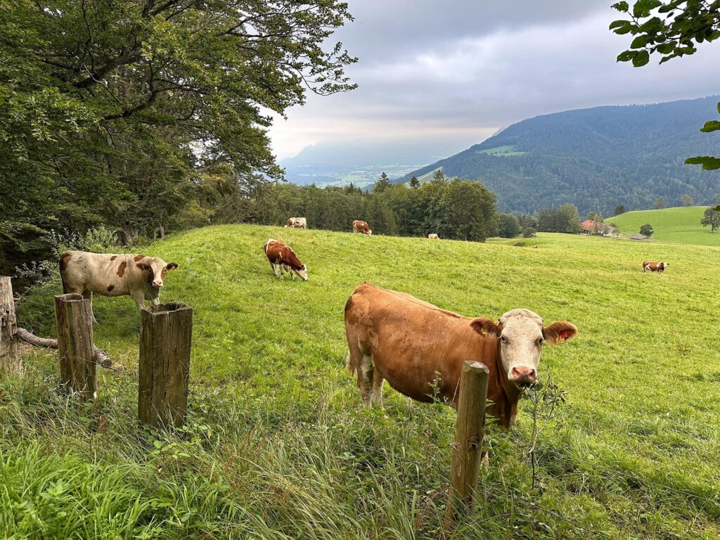 Kühe auf einer Weide