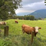 Kühe auf einer Weide