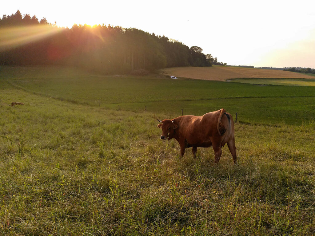 Kuh auf einer Weide beim Sonnenuntergang