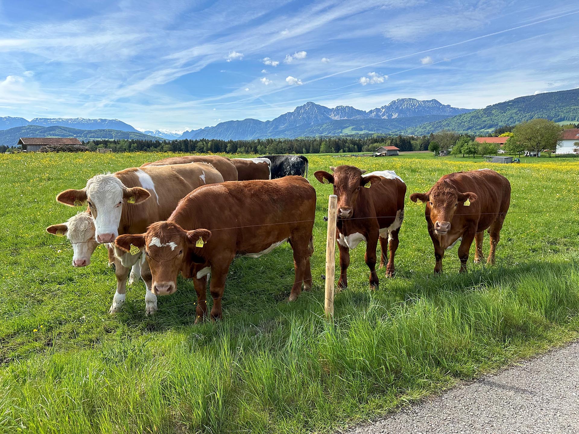 Kühe auf einer Weide mit Blick in die Berge