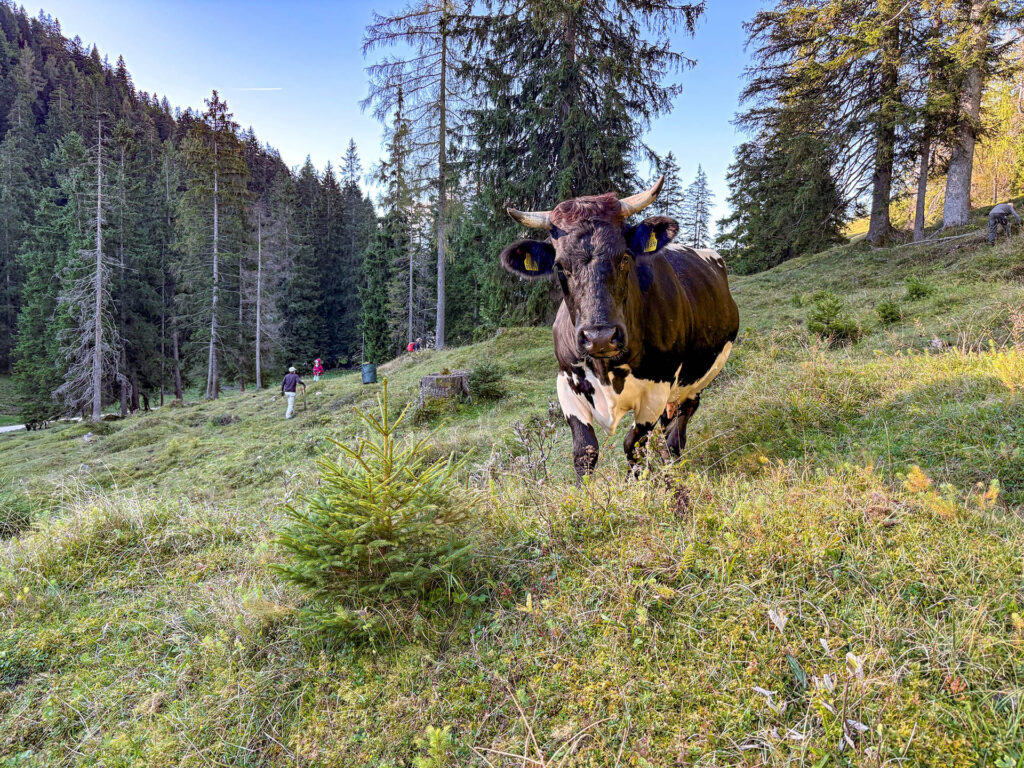 Kuh auf einer Bergweide