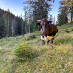 Kuh auf einer Bergweide