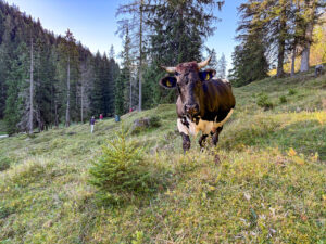 Kuh auf einer Bergweide