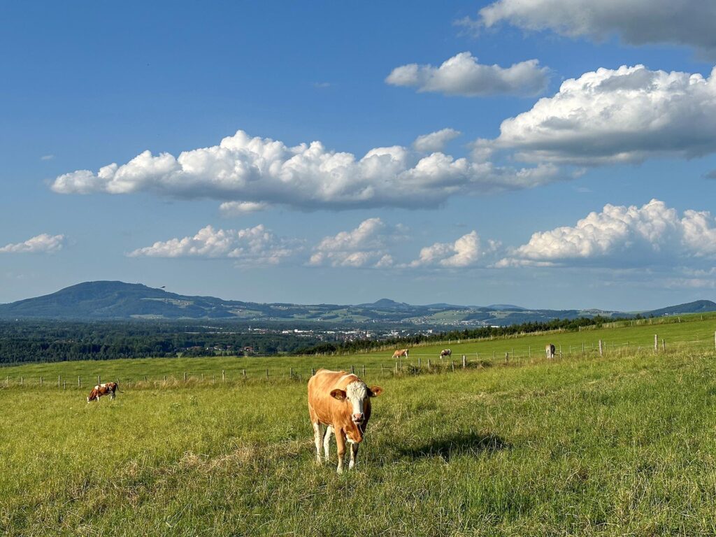 Kühe auf einer Weide
